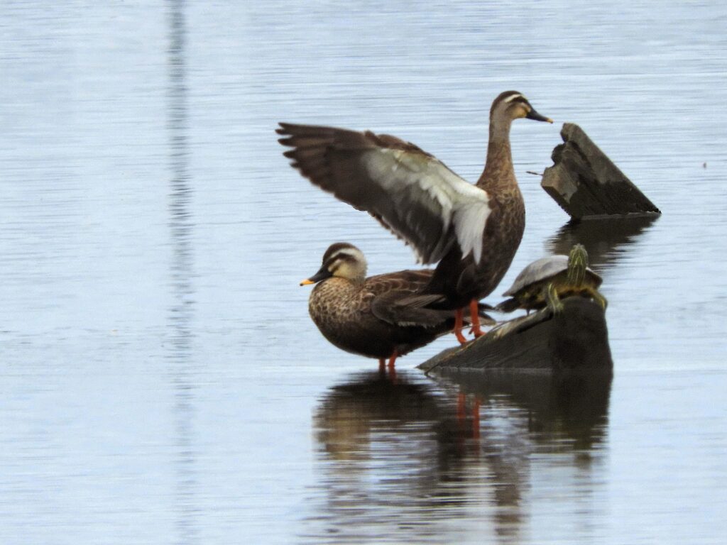 鴨と亀
