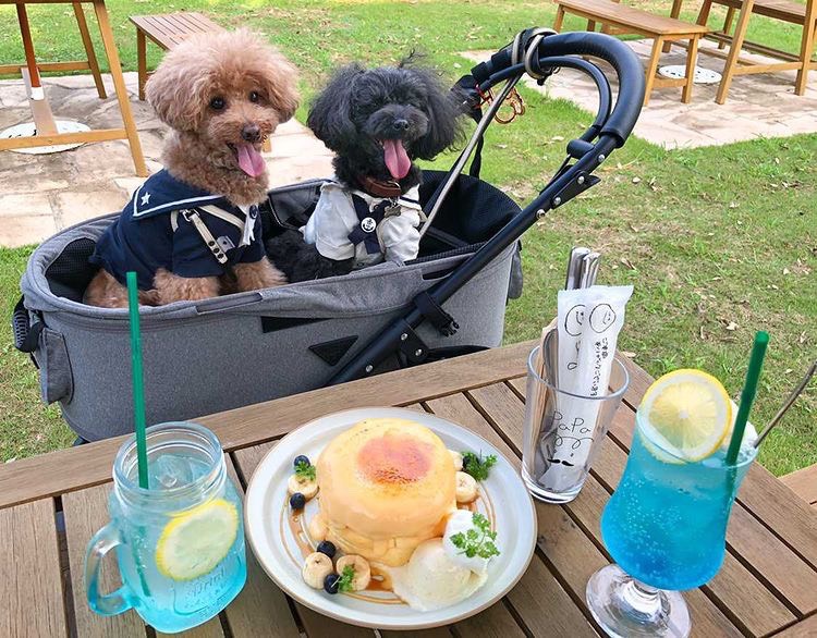 ワンちゃんも大歓迎！お散歩途中の休憩にも♪